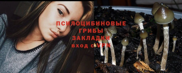 стафф Арсеньев